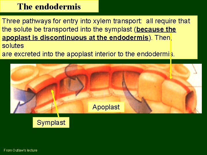 The endodermis Three pathways for entry into xylem transport: all require that the solute