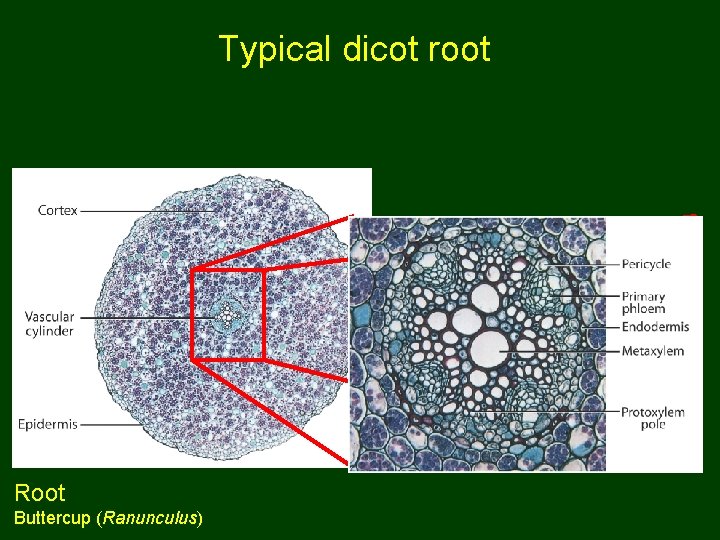 Typical dicot root Root Buttercup (Ranunculus) 