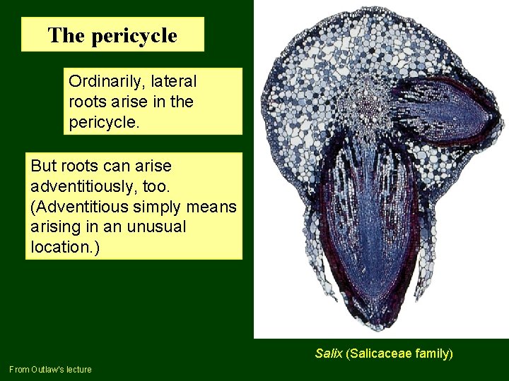 The pericycle Ordinarily, lateral roots arise in the pericycle. But roots can arise adventitiously,