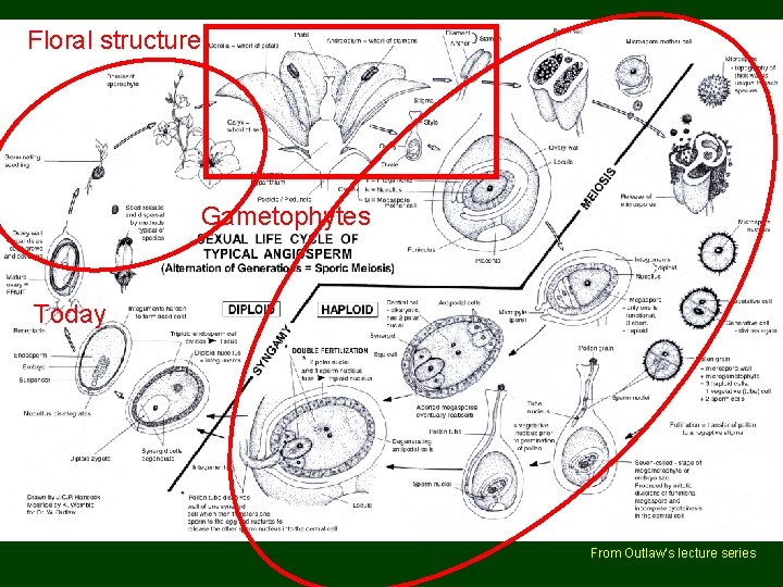 Floral structure Angiosperm life cycle Gametophytes Today From Outlaw’s lecture series 