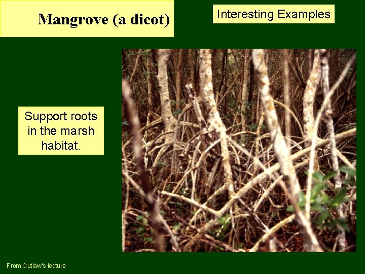 Mangrove (a dicot) Support roots in the marsh habitat. From Outlaw’s lecture Interesting Examples