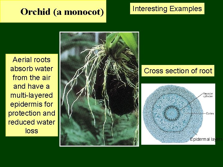 Orchid (a monocot) Aerial roots absorb water from the air and have a multi-layered