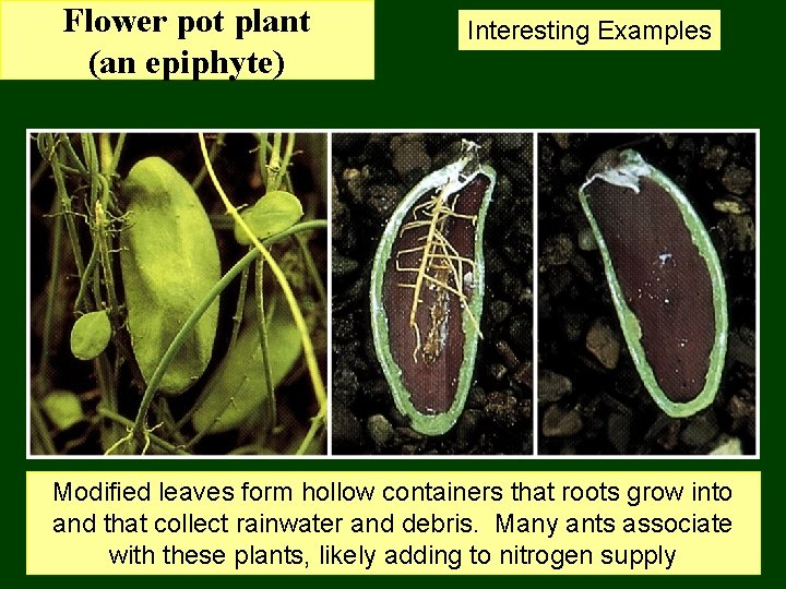 Flower pot plant (an epiphyte) Interesting Examples Modified leaves form hollow containers that roots