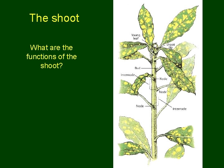 The shoot What are the functions of the shoot? 