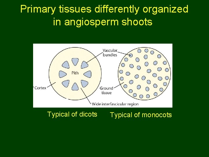 Primary tissues differently organized in angiosperm shoots Typical of dicots Typical of monocots 