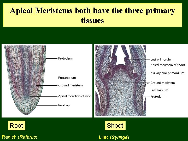 Apical Meristems both have three primary tissues Root Radish (Rafarus) Shoot Lilac (Syringa) 