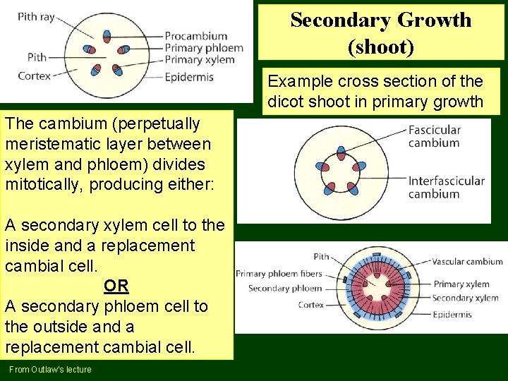 Secondary Growth (shoot) Example cross section of the dicot shoot in primary growth The