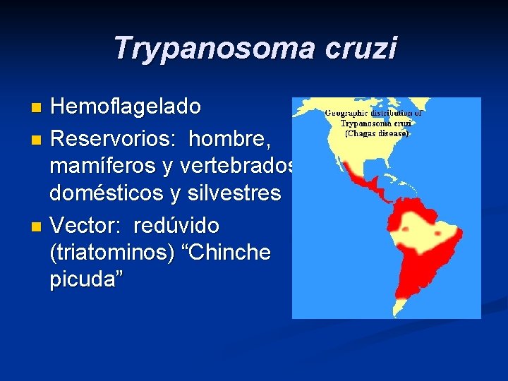Trypanosoma cruzi Hemoflagelado n Reservorios: hombre, mamíferos y vertebrados domésticos y silvestres n Vector: