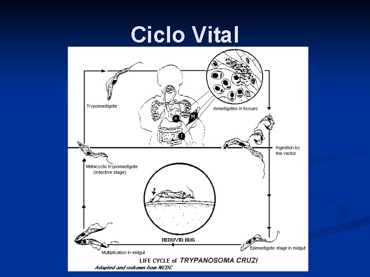 Ciclo Vital 