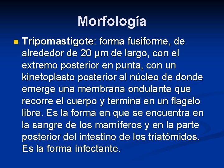 Morfología n Tripomastigote: forma fusiforme, de alrededor de 20 µm de largo, con el