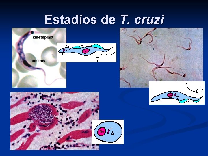 Estadíos de T. cruzi 