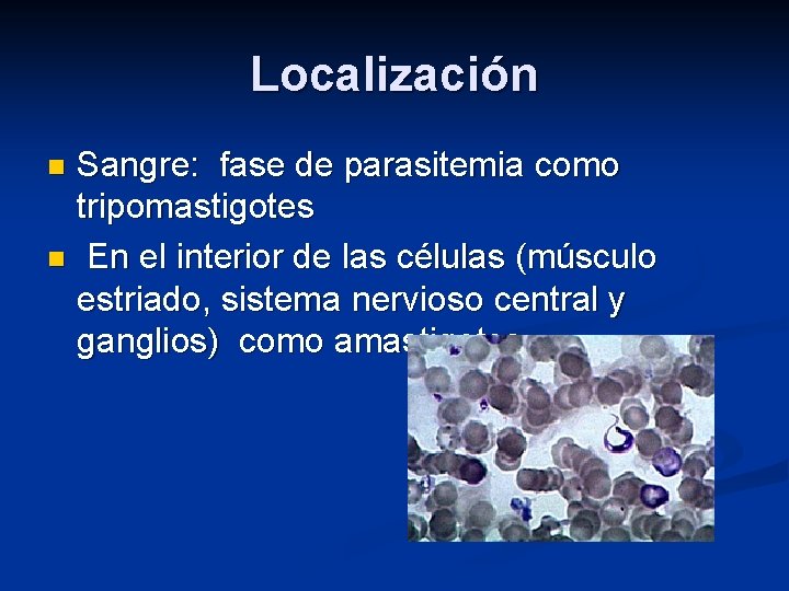 Localización Sangre: fase de parasitemia como tripomastigotes n En el interior de las células