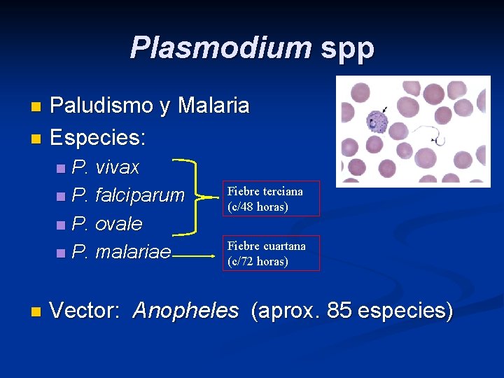 Plasmodium spp Paludismo y Malaria n Especies: n P. vivax n P. falciparum n