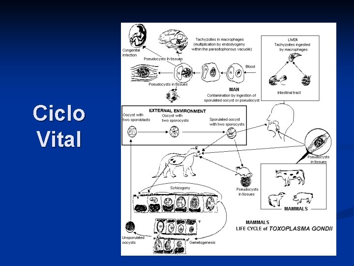 Ciclo Vital 