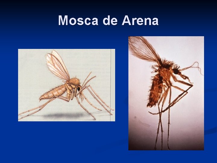 Mosca de Arena 