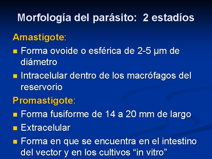 Morfología del parásito: 2 estadíos Amastigote: n Forma ovoide o esférica de 2 -5