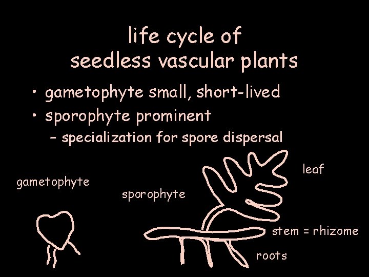 life cycle of seedless vascular plants • gametophyte small, short-lived • sporophyte prominent –
