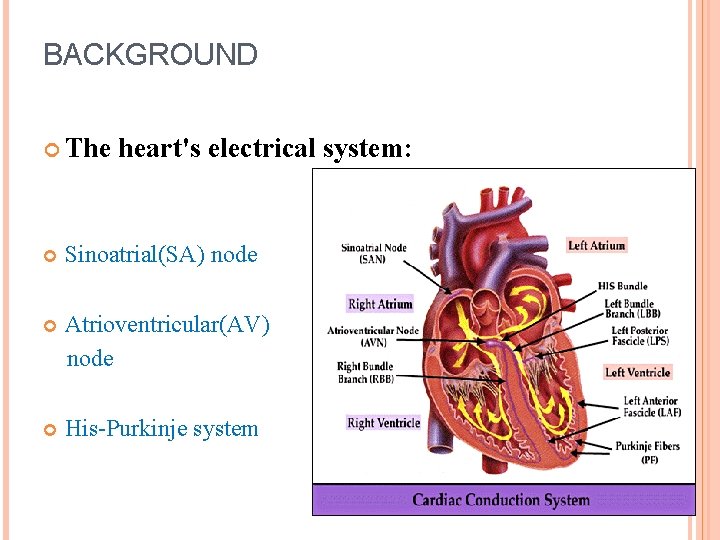 BACKGROUND The heart's electrical system: Sinoatrial(SA) node Atrioventricular(AV) node His-Purkinje system 