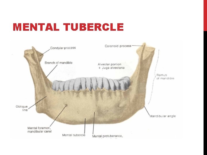 MENTAL TUBERCLE 