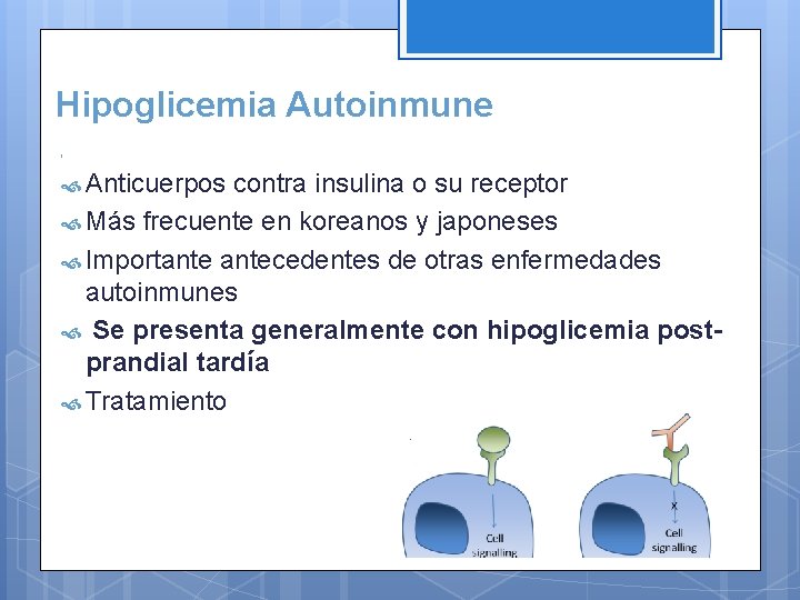 Hipoglicemia Autoinmune Anticuerpos contra insulina o su receptor Más frecuente en koreanos y japoneses