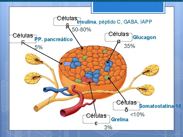 Células Insulina, péptido C, GABA, IAPP β 50 -80% Células Glucagon PP. pancreático α
