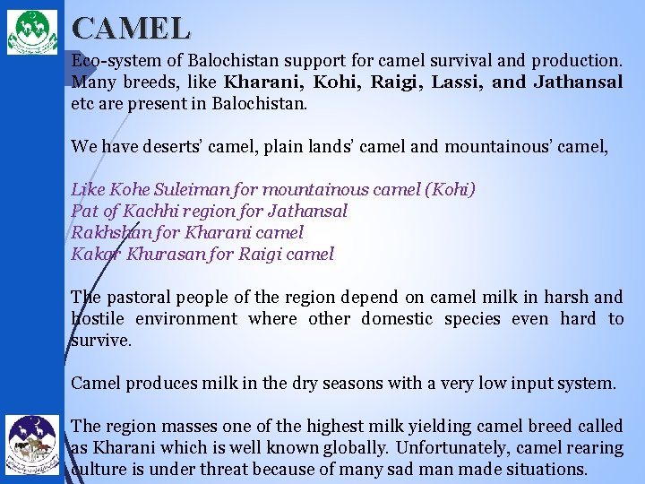 CAMEL Eco-system of Balochistan support for camel survival and production. Many breeds, like Kharani,