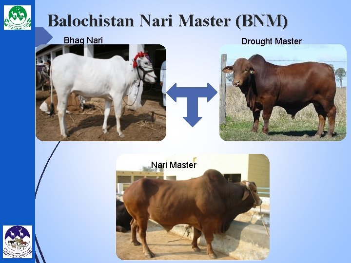 Balochistan Nari Master (BNM) Bhag Nari Drought Master Nari Master 