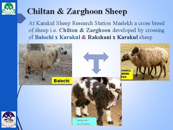 Chiltan & Zarghoon Sheep At Karakul Sheep Research Station Maslekh a cross breed of