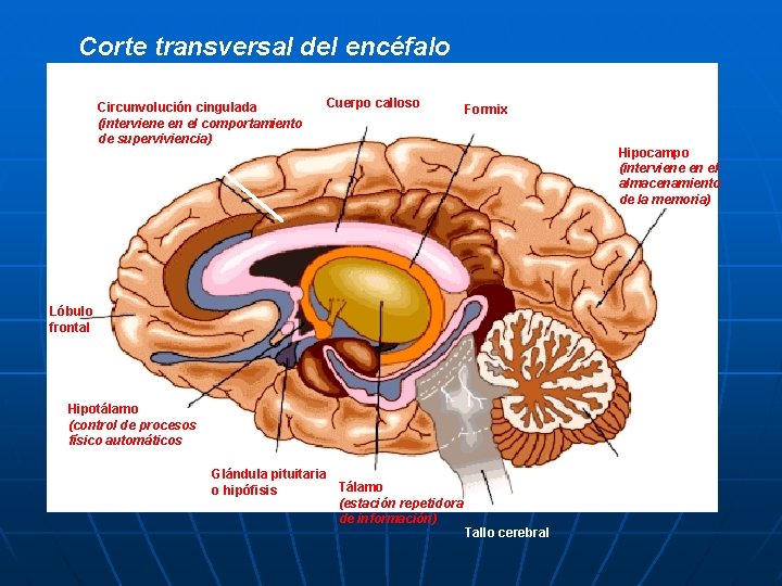 Corte transversal del encéfalo Circunvolución cingulada (interviene en el comportamiento de superviviencia) Cuerpo calloso