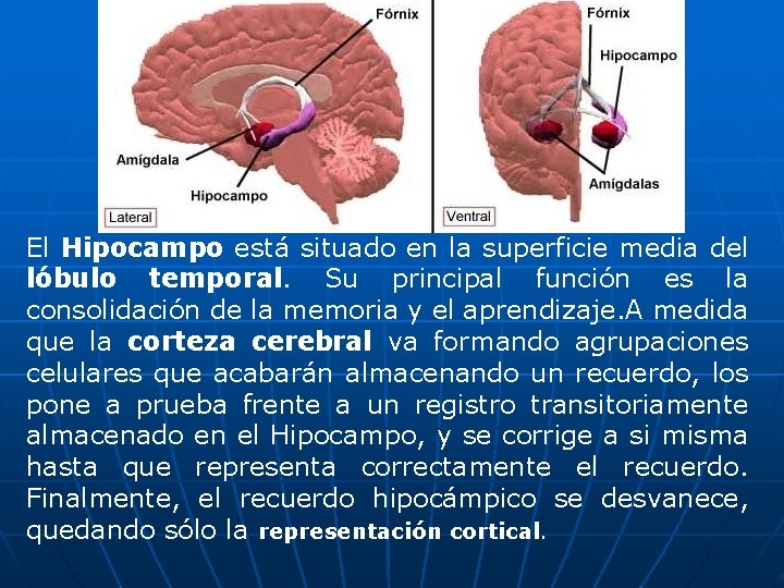 El Hipocampo está situado en la superficie media del lóbulo temporal. Su principal función