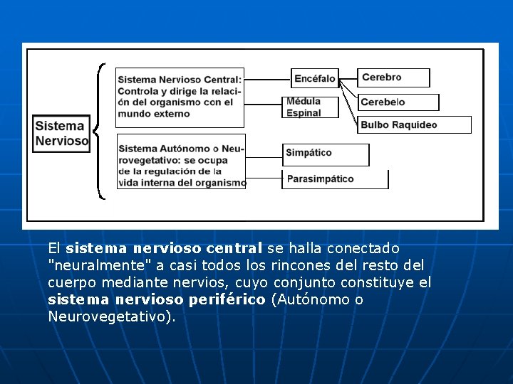 El sistema nervioso central se halla conectado "neuralmente" a casi todos los rincones del