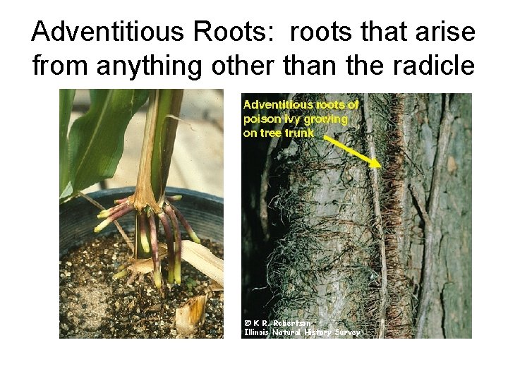 Adventitious Roots: roots that arise from anything other than the radicle 
