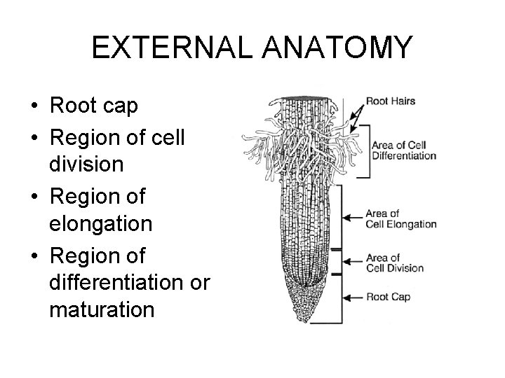 EXTERNAL ANATOMY • Root cap • Region of cell division • Region of elongation