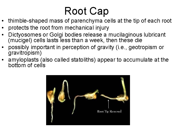 Root Cap • thimble-shaped mass of parenchyma cells at the tip of each root