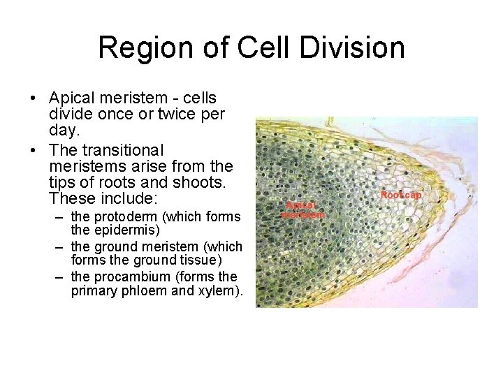 Region of Cell Division • Apical meristem - cells divide once or twice per