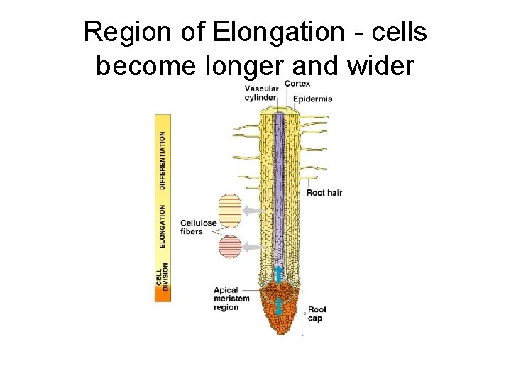 Region of Elongation - cells become longer and wider 