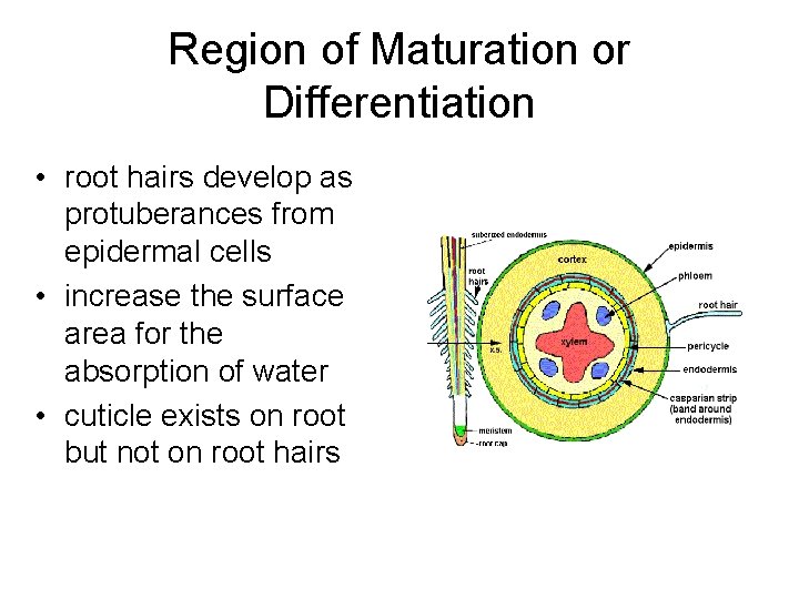 Region of Maturation or Differentiation • root hairs develop as protuberances from epidermal cells