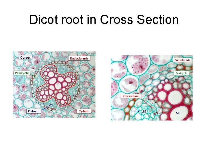 Dicot root in Cross Section 
