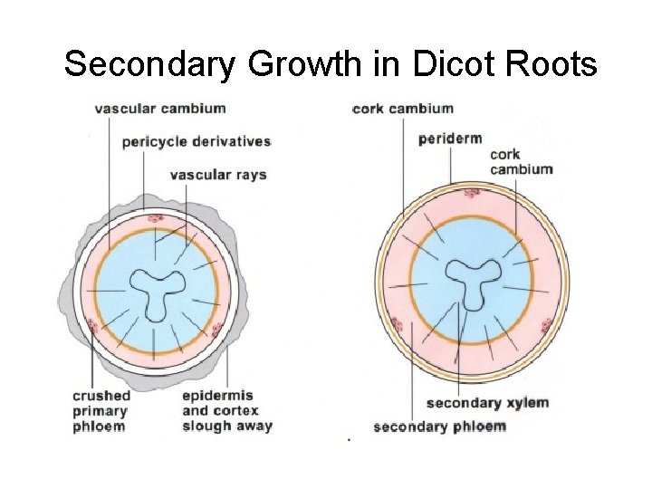 Secondary Growth in Dicot Roots 