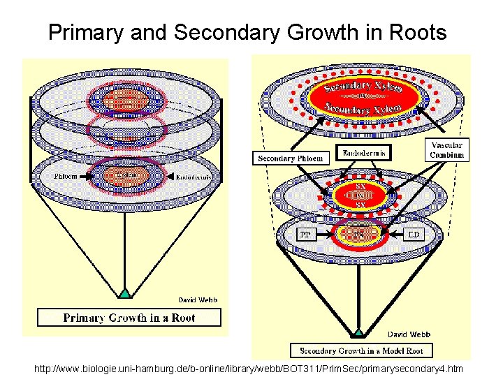 Primary and Secondary Growth in Roots http: //www. biologie. uni-hamburg. de/b-online/library/webb/BOT 311/Prim. Sec/primarysecondary 4.