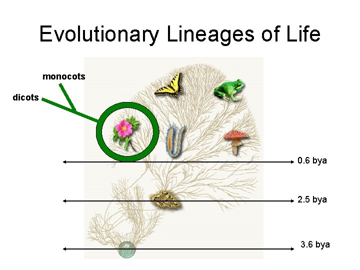 Evolutionary Lineages of Life monocots dicots 0. 6 bya 2. 5 bya 3. 6