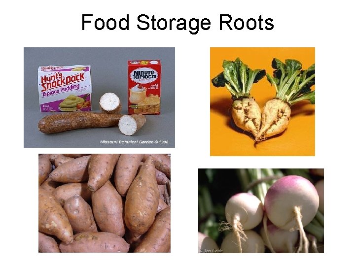 Food Storage Roots 