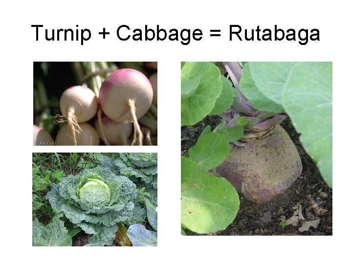 Turnip + Cabbage = Rutabaga 