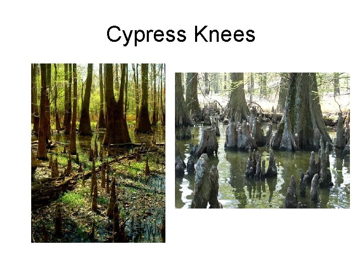 Cypress Knees 