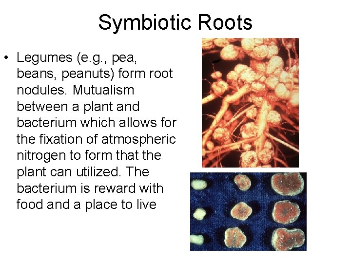 Symbiotic Roots • Legumes (e. g. , pea, beans, peanuts) form root nodules. Mutualism