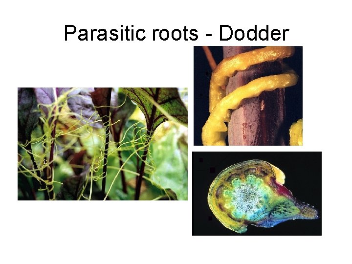Parasitic roots - Dodder 