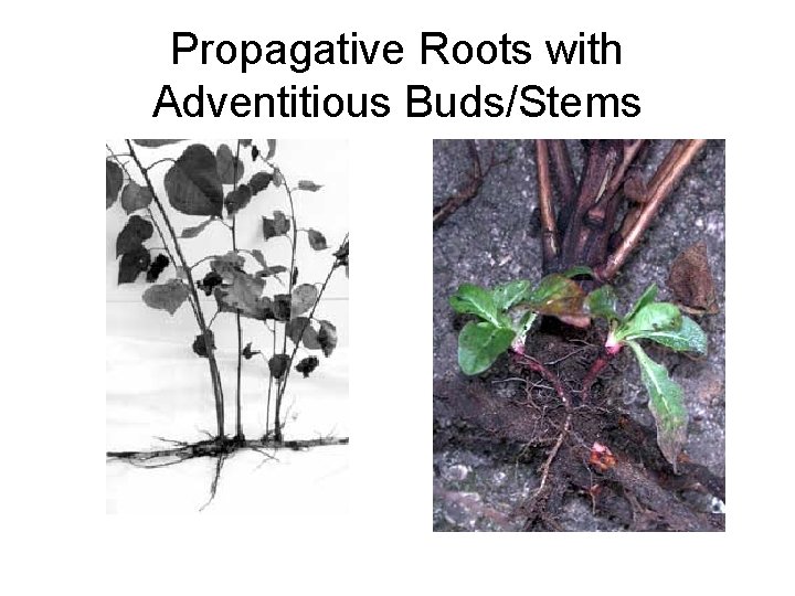 Propagative Roots with Adventitious Buds/Stems 