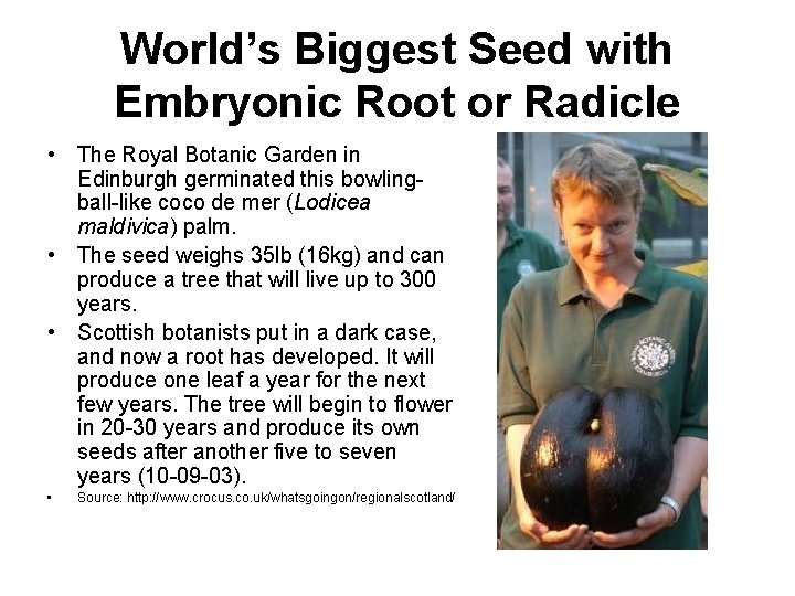 World’s Biggest Seed with Embryonic Root or Radicle • The Royal Botanic Garden in