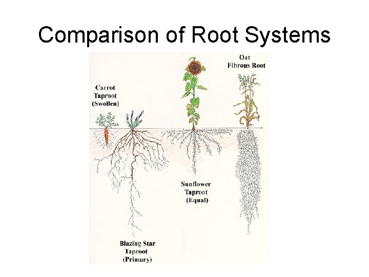 Comparison of Root Systems 