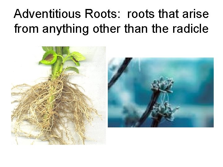 Adventitious Roots: roots that arise from anything other than the radicle 